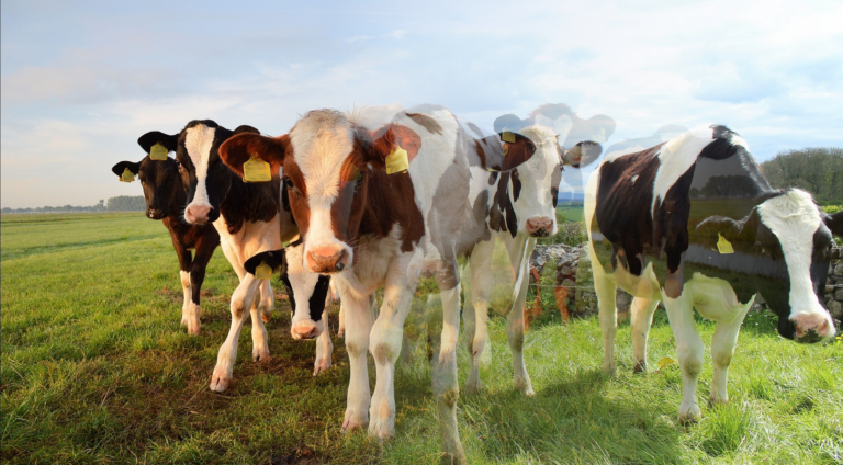 Ekoschemat Dobrostan zwierząt